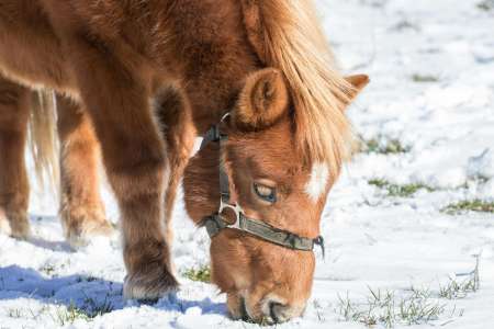 Ponywanderung mit Kürbis-Schnitzen für Kinder von 3 - 12 Jahren