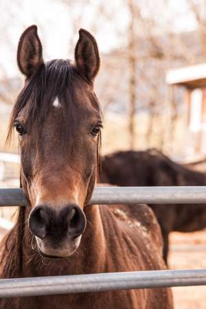 Schnupper-Reiten ohne Eltern für Kinder ab 6 Jahren